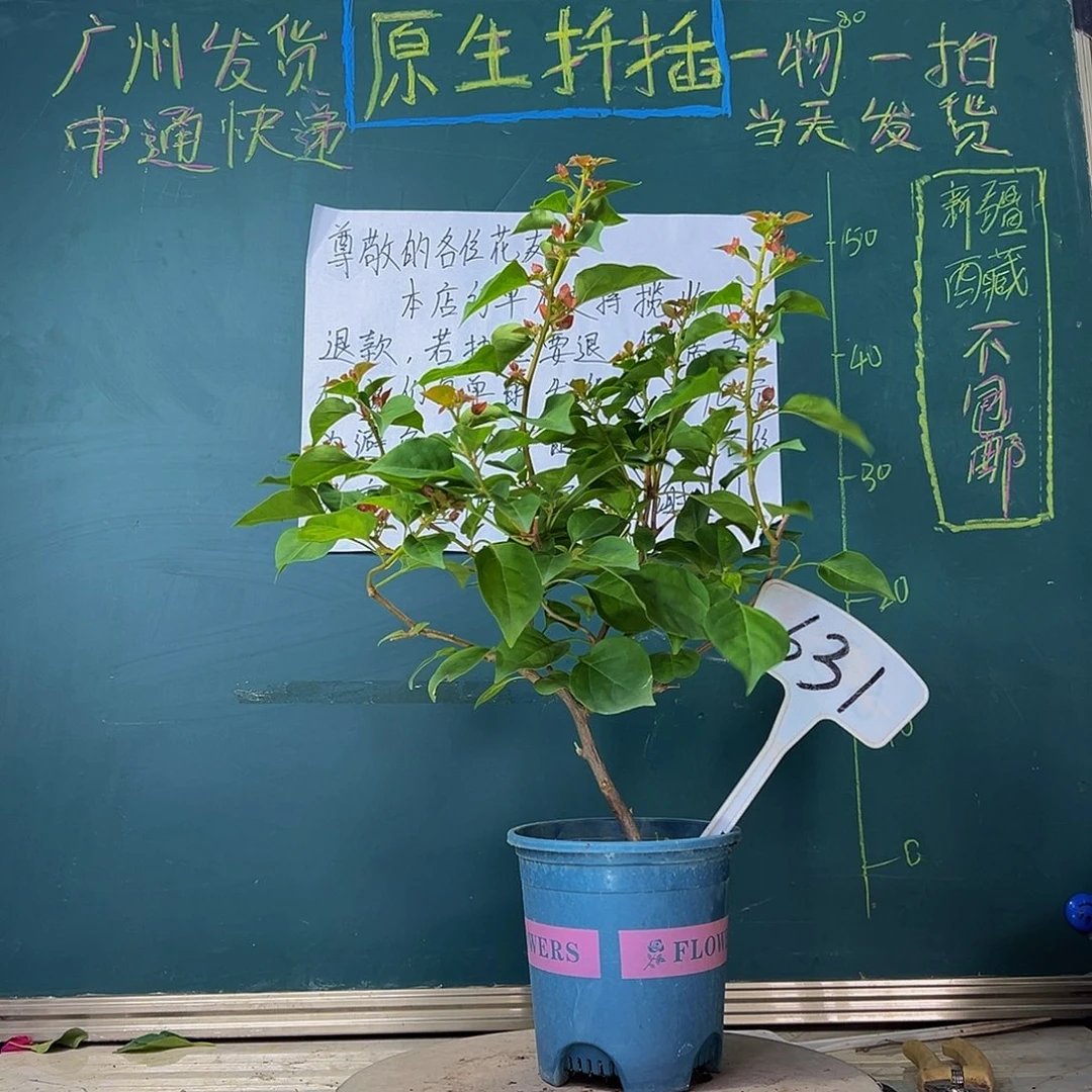 当前无花栽培后可以开花暗斑夕阳红631