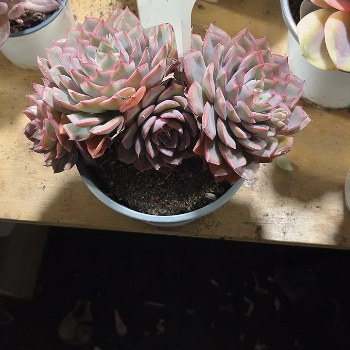 张***娥000000000000000000981