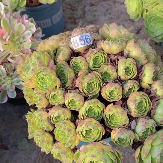 多肉植物一个撕拉碗