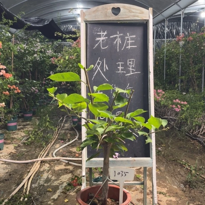 无花朵三角梅三角梅1035