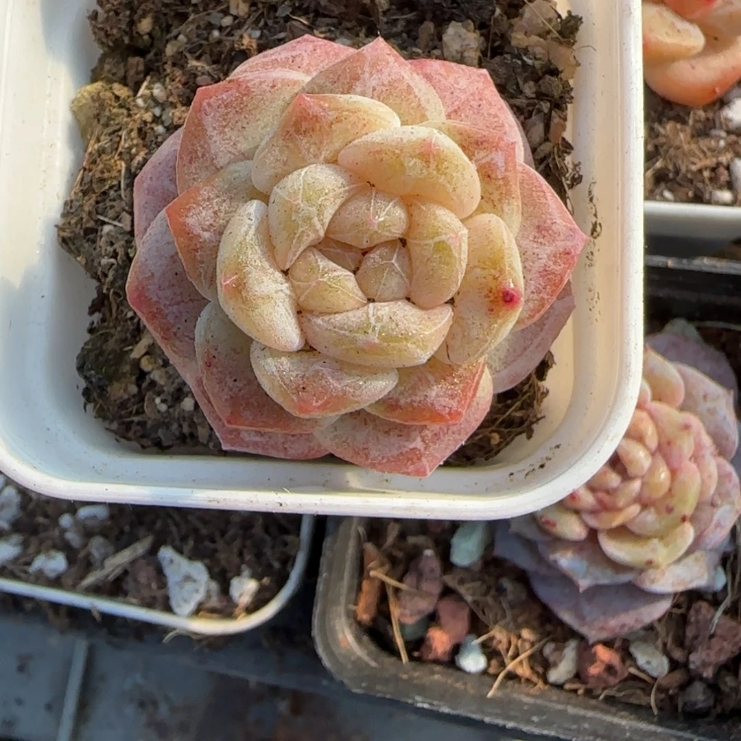 多肉小卡拉米糖心一物一拍