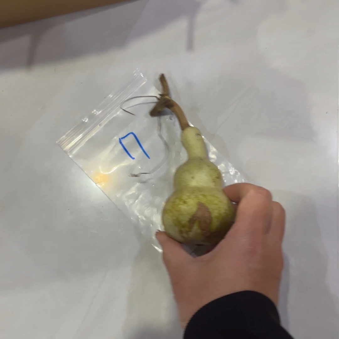Z***m青皮不包成青皮不包成