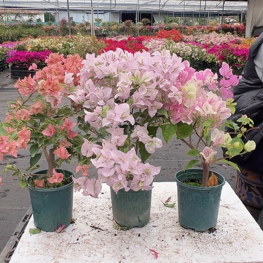 大部分花苞少量开放所罗门，苹果花，广红英组合