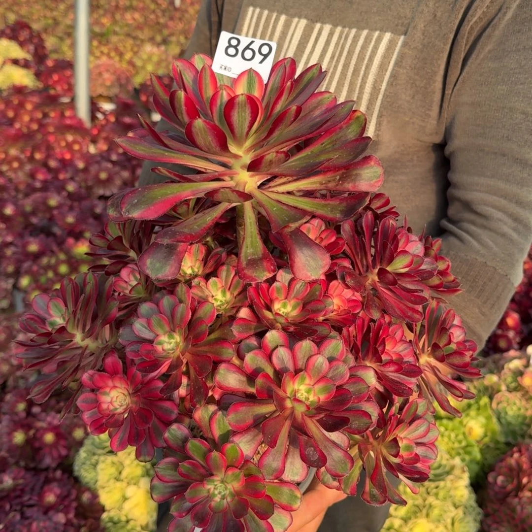 869香奈儿多肉植物