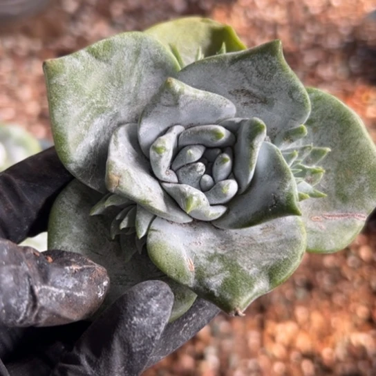 我***?谢谢姐姐～一物一拍090