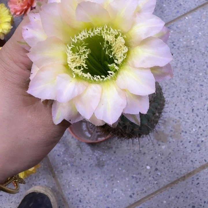 274彩草28歪无根侧牙4公分左右，20包邮