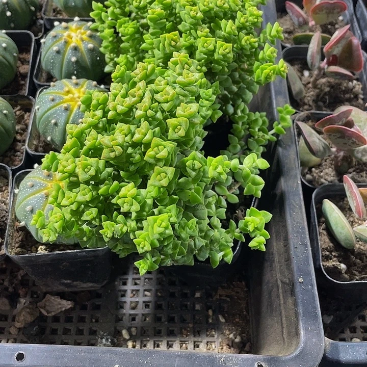 小米星带盆土发货