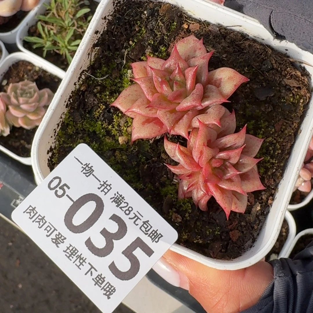 林肯无盆土发货无