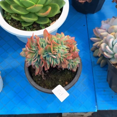 种**森1733布鲁克林多肉