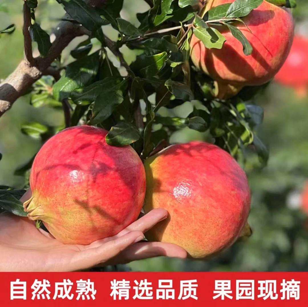 四川会理软籽石榴新鲜当季水果鲜甜爆汁饱满