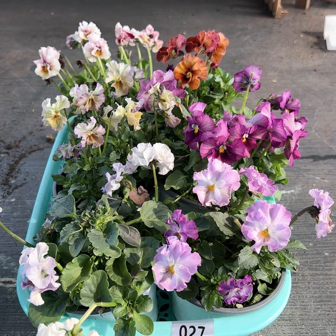 【闪购商品】027号