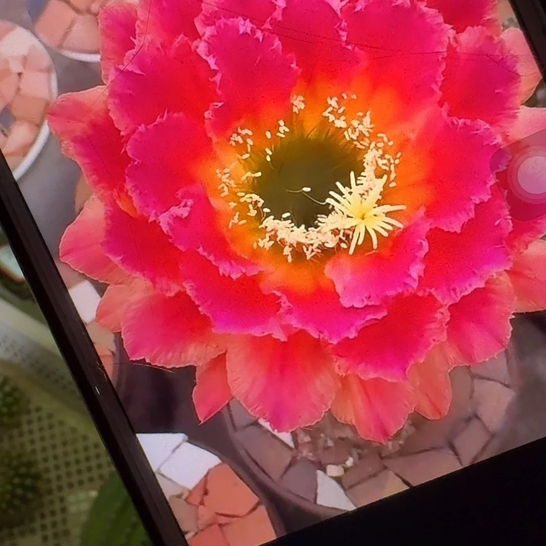 春春侧芽5公分毛花柱仙人球