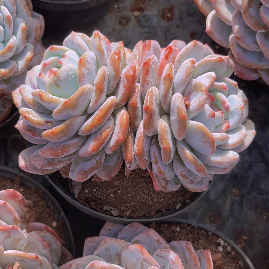 石榴籽17公分999999999