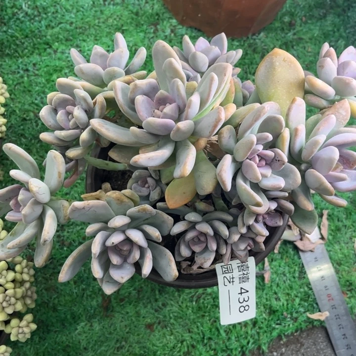 浪*逸438冬美人多肉植物
