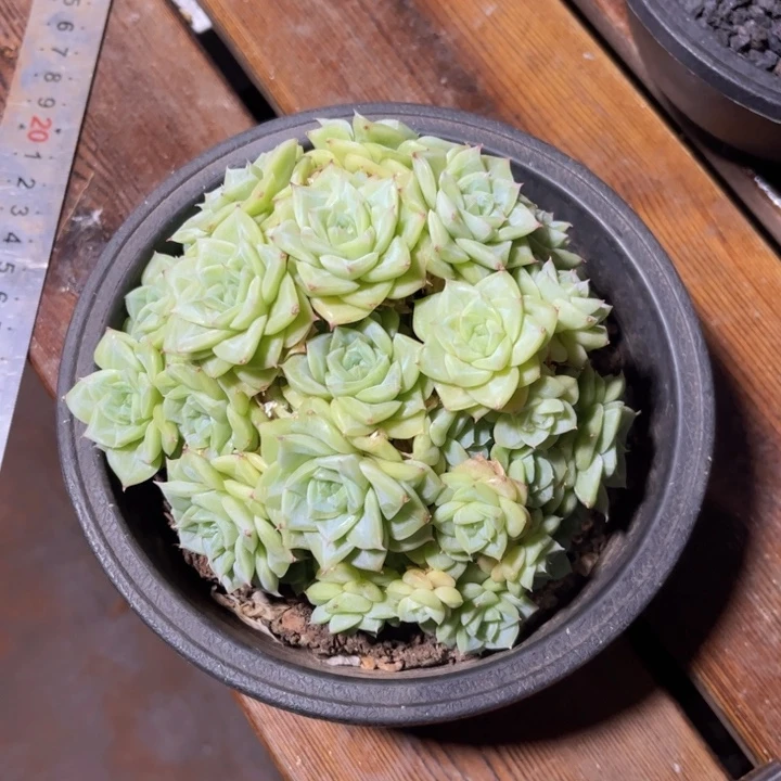 一物一拍，白天鹅中奖。