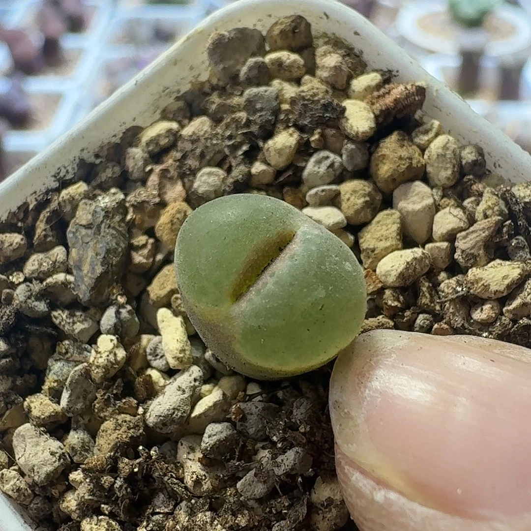 46号单头安格风铃1