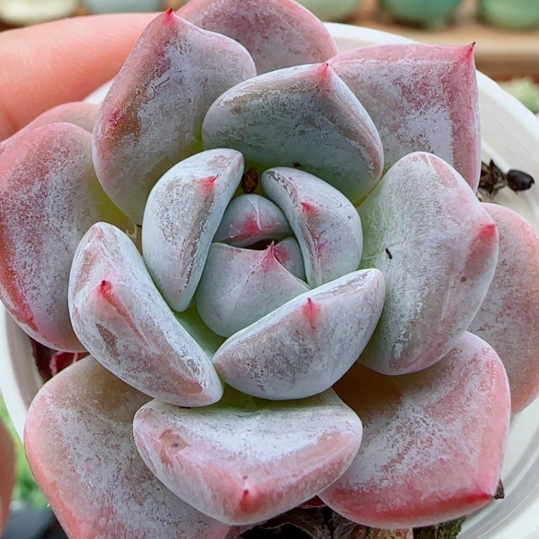 花语逸镜1009-506紫菱