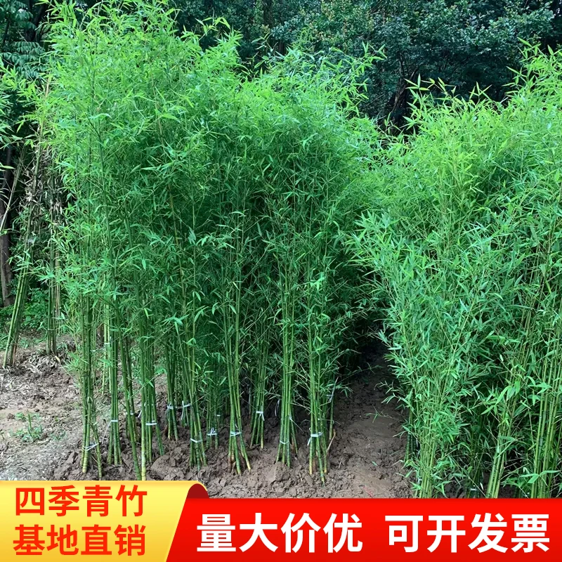 青竹竹子苗四季常青园林庭院工程绿化耐阴耐寒室内外观叶绿植盆栽