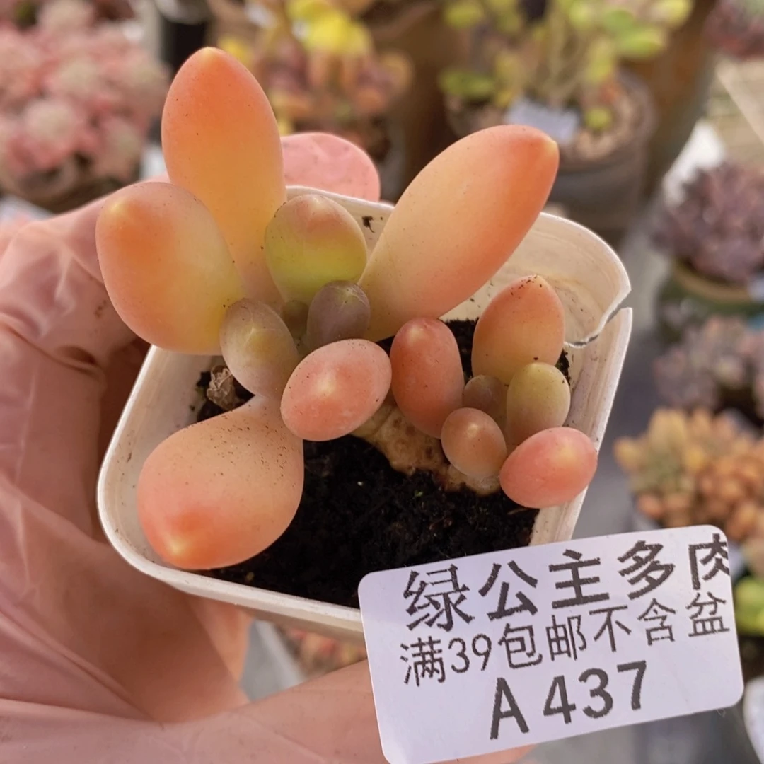芒果奶5cm437多肉植物