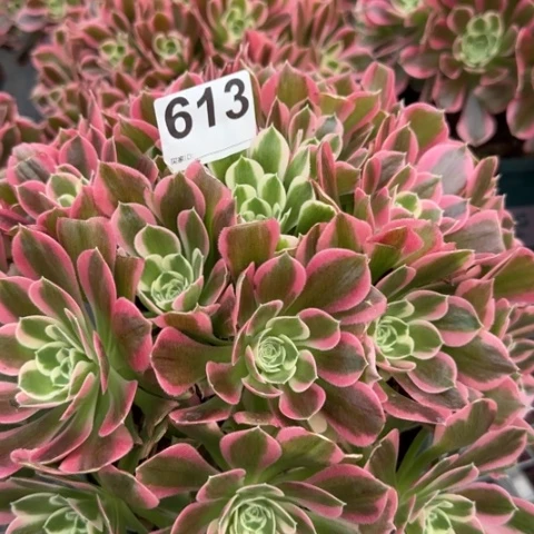 613白凤25厘米左右