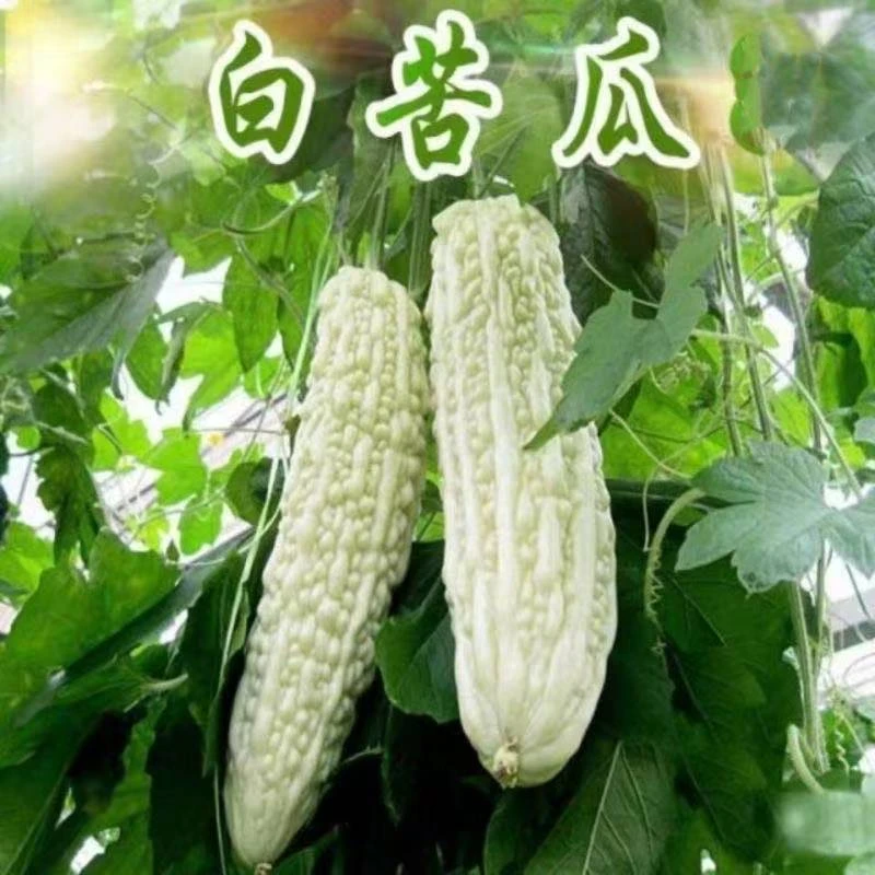 【顺丰包邮】江西 武功山 萍乡本地 青苦瓜 现摘 农白色苦瓜
