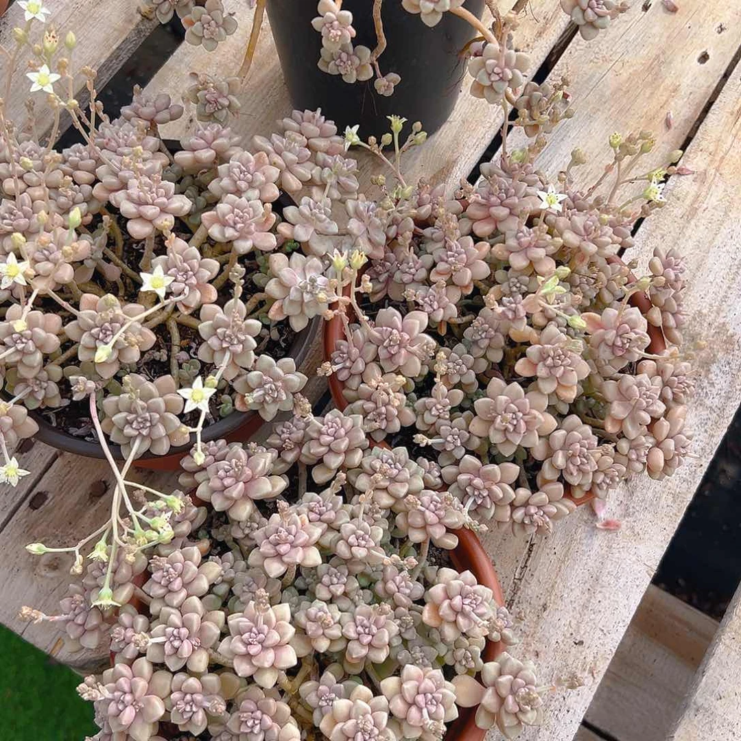 丸叶姬秋丽，满18包邮