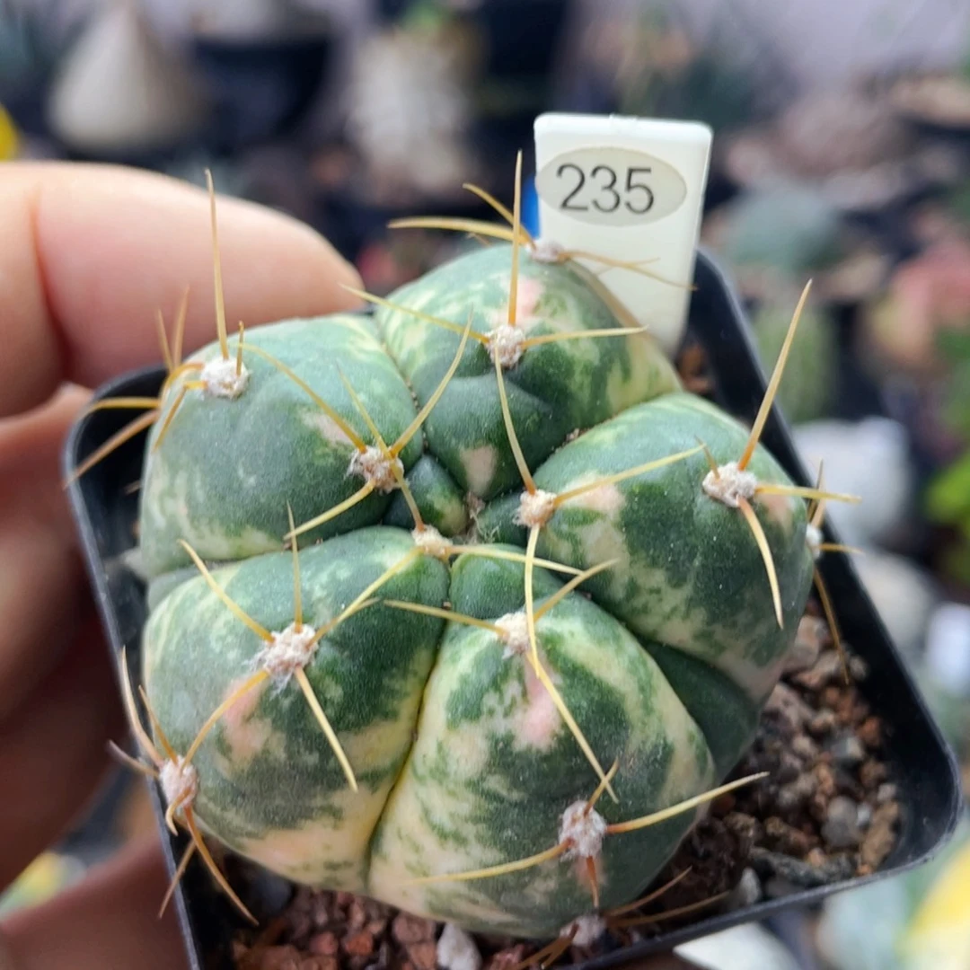 仙人球满28包邮盆5公分海王锦