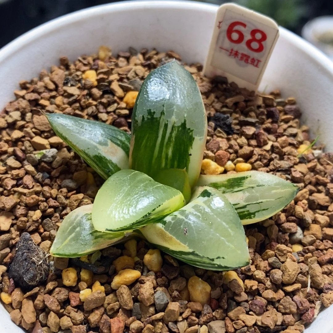 68号龙喜寿锦多肉