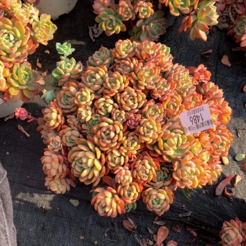 k****j1486芬达多肉