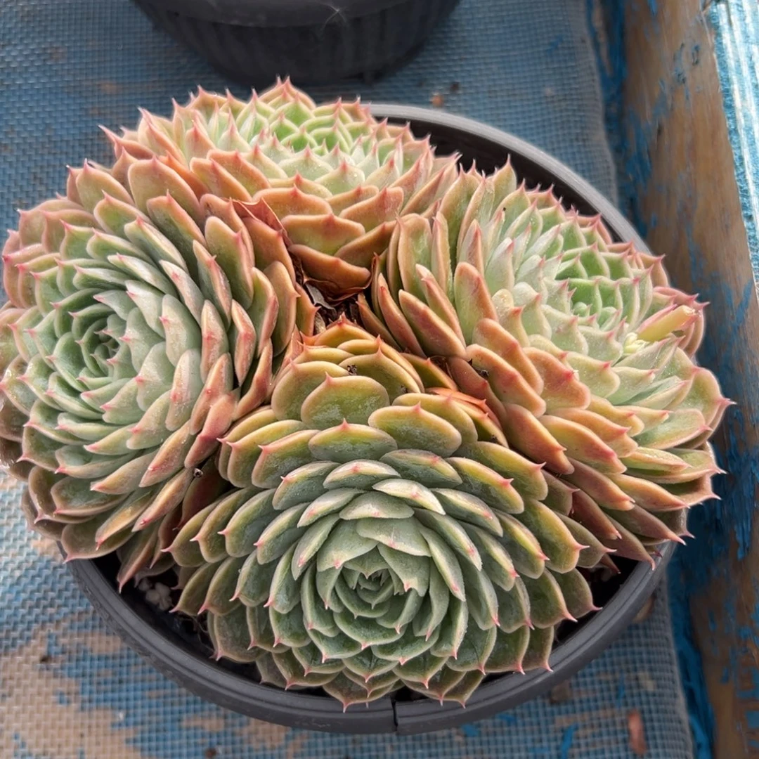 多肉植物一物一拍（12号）