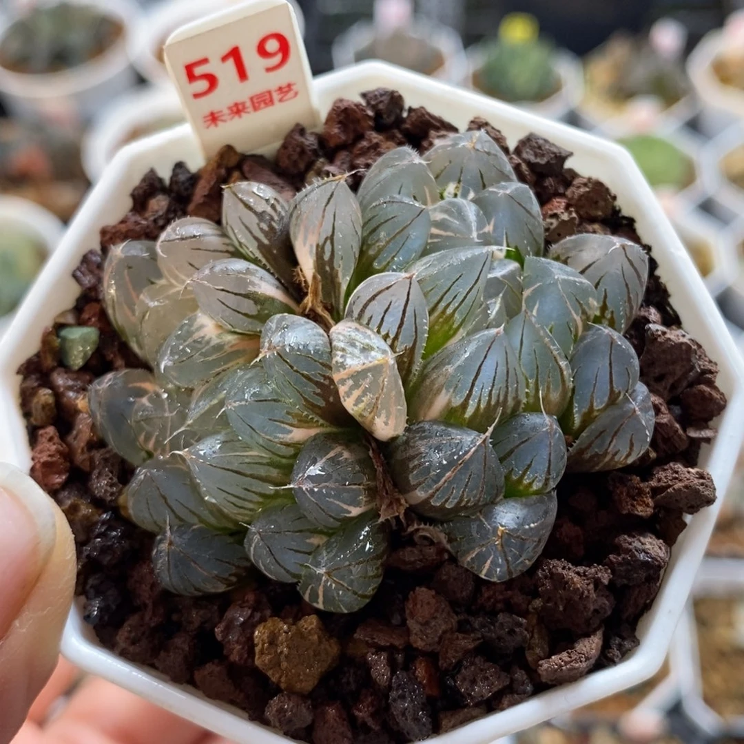 519霓虹灯玉露锦一物一图