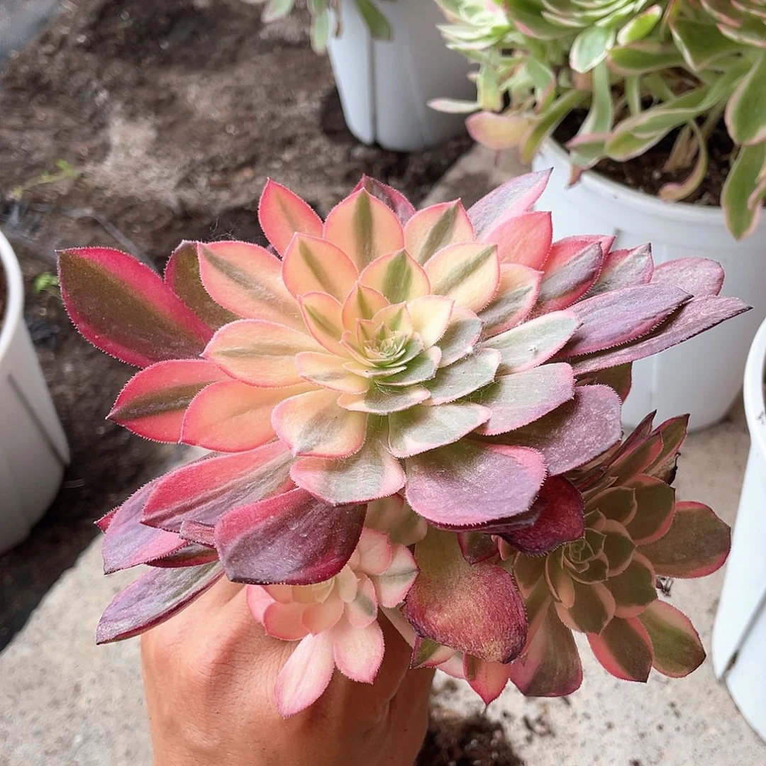 百*果小七彩脱土发货