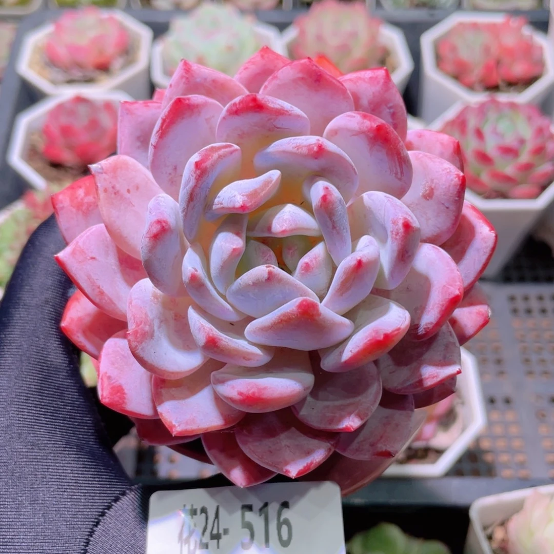 花利美24-516橙梦露