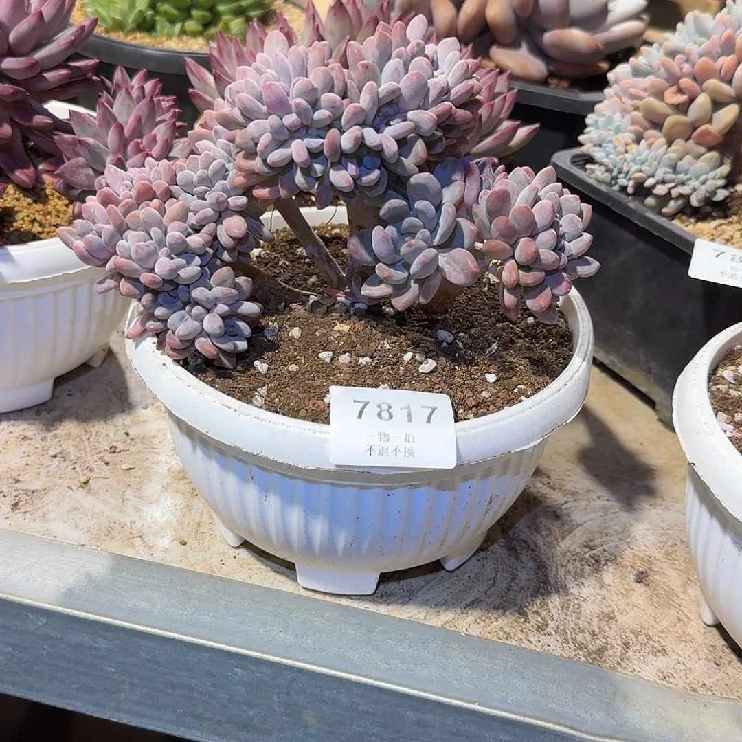文***哒7817号灯美人缀化多肉