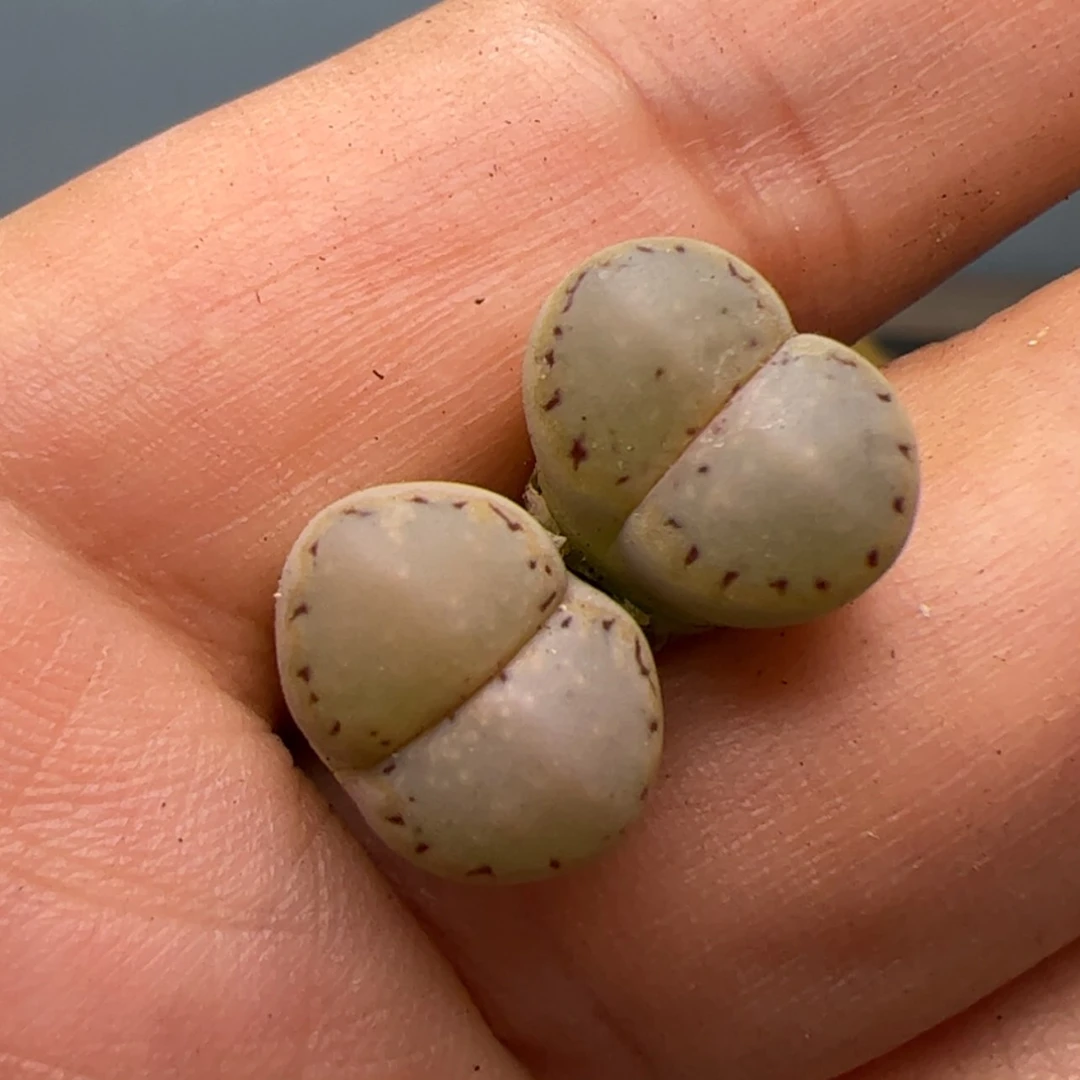 【闪购商品】000000008