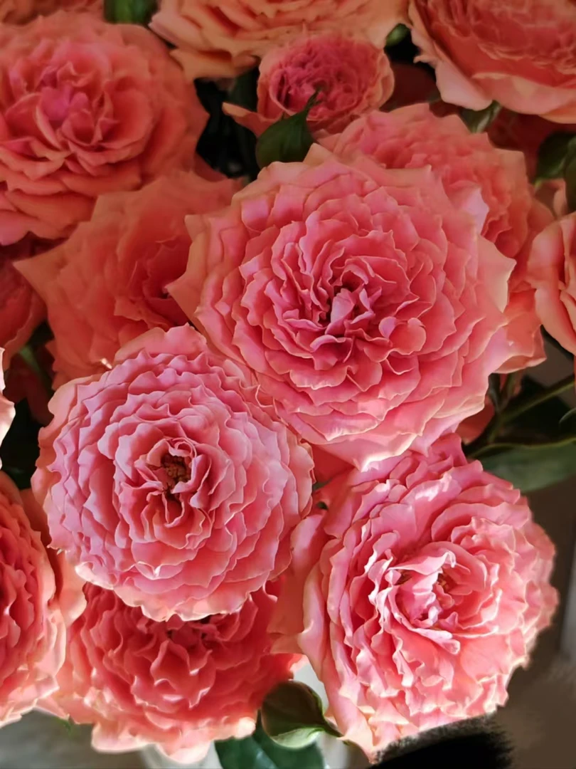 粉色拉拉队多头玫瑰云南基地直发家庭办公室宿舍水养插花顺丰包邮