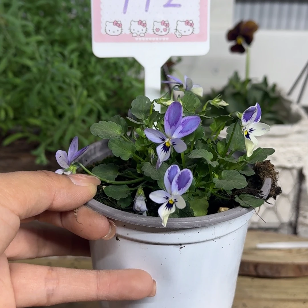 全部花朵1210  抖音112号个别根系弱退毒不售后介意勿拍