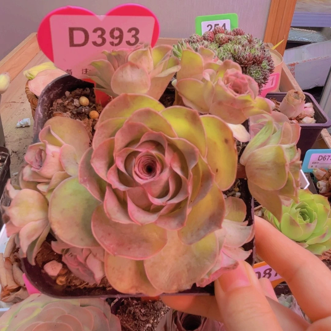 393山地玫瑰粉色