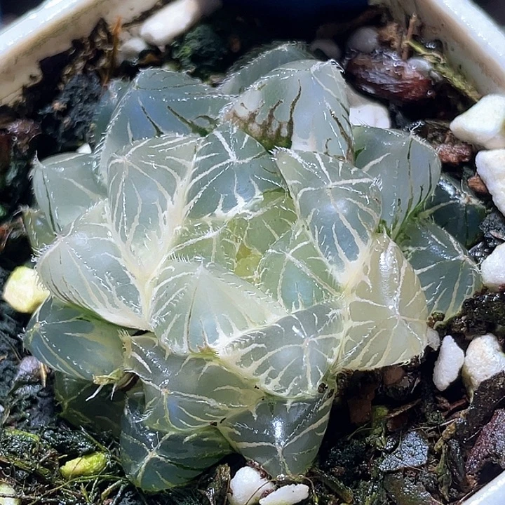 510糊斑白赤线锦特选福利