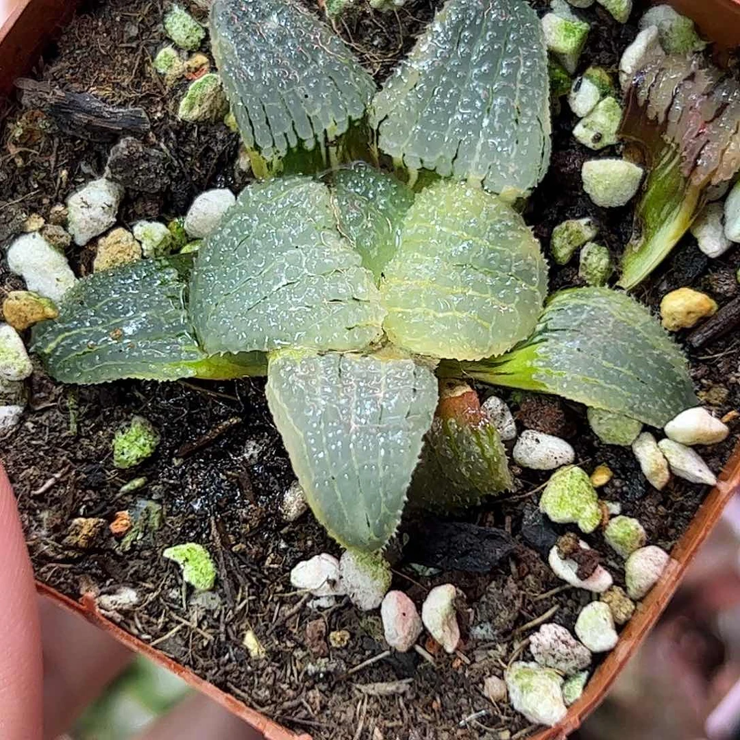 天空之境锦十二卷多肉