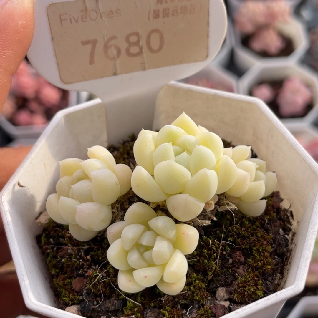 白月光7680-5.5厘米