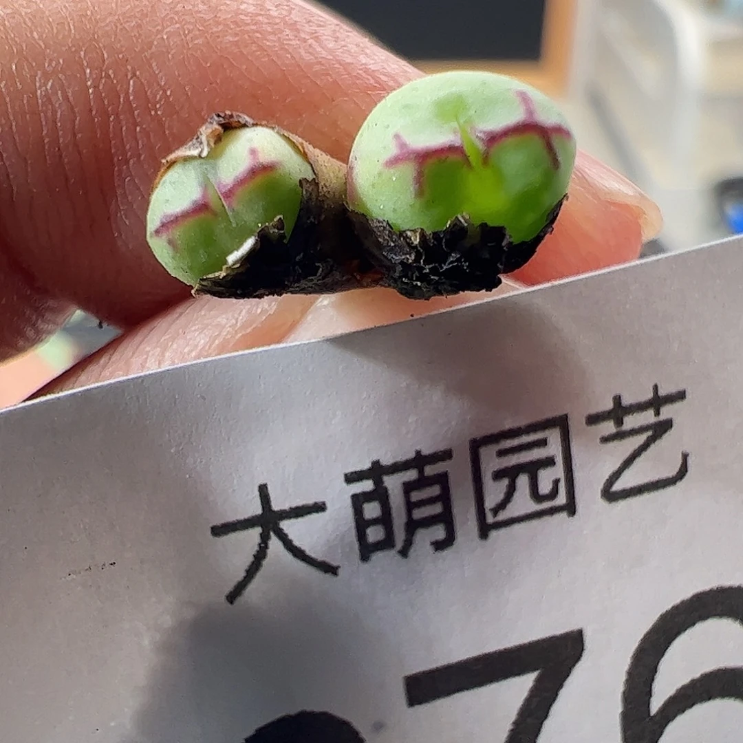 一物一拍MG1470.33九烟玉，876