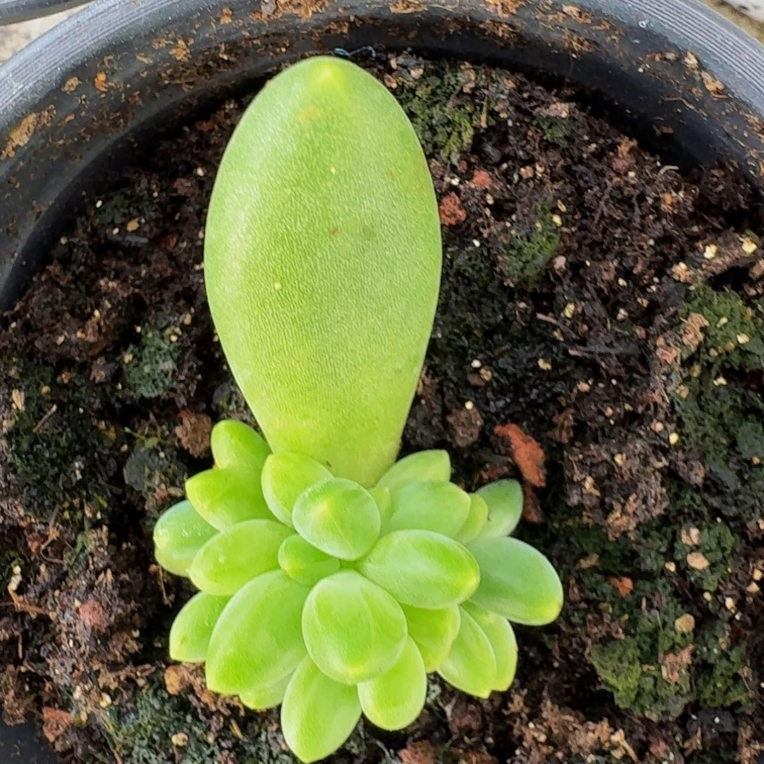 蓝眼睛 叶插 一物一拍