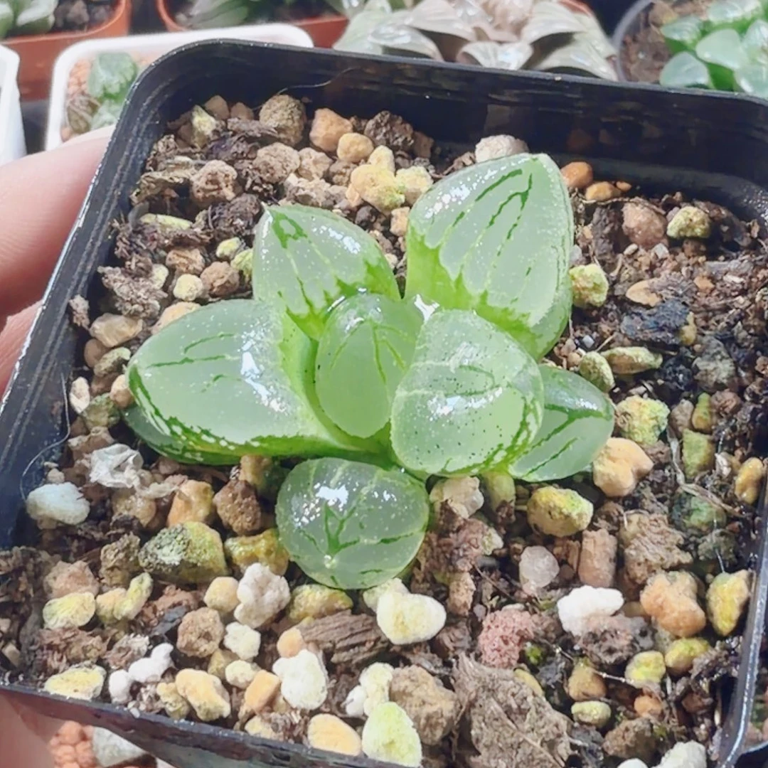 十二卷虞美人开播福利