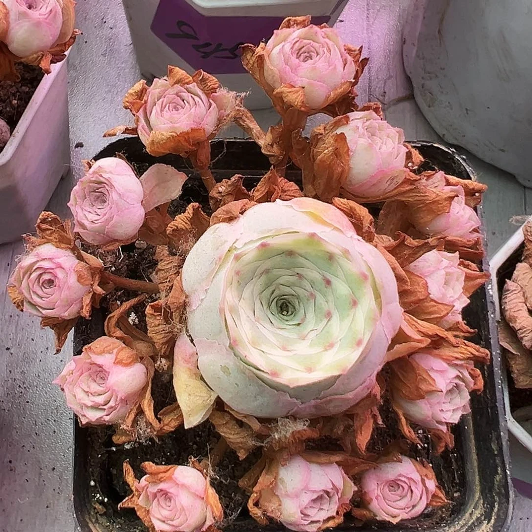 山地玫瑰锦秋夕7月13日961号