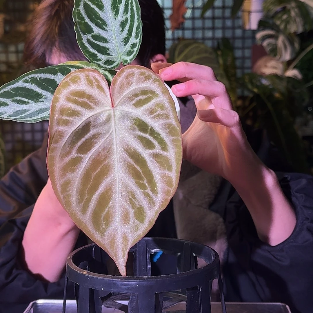 不开花植物H267粉色面纱杂闪耀