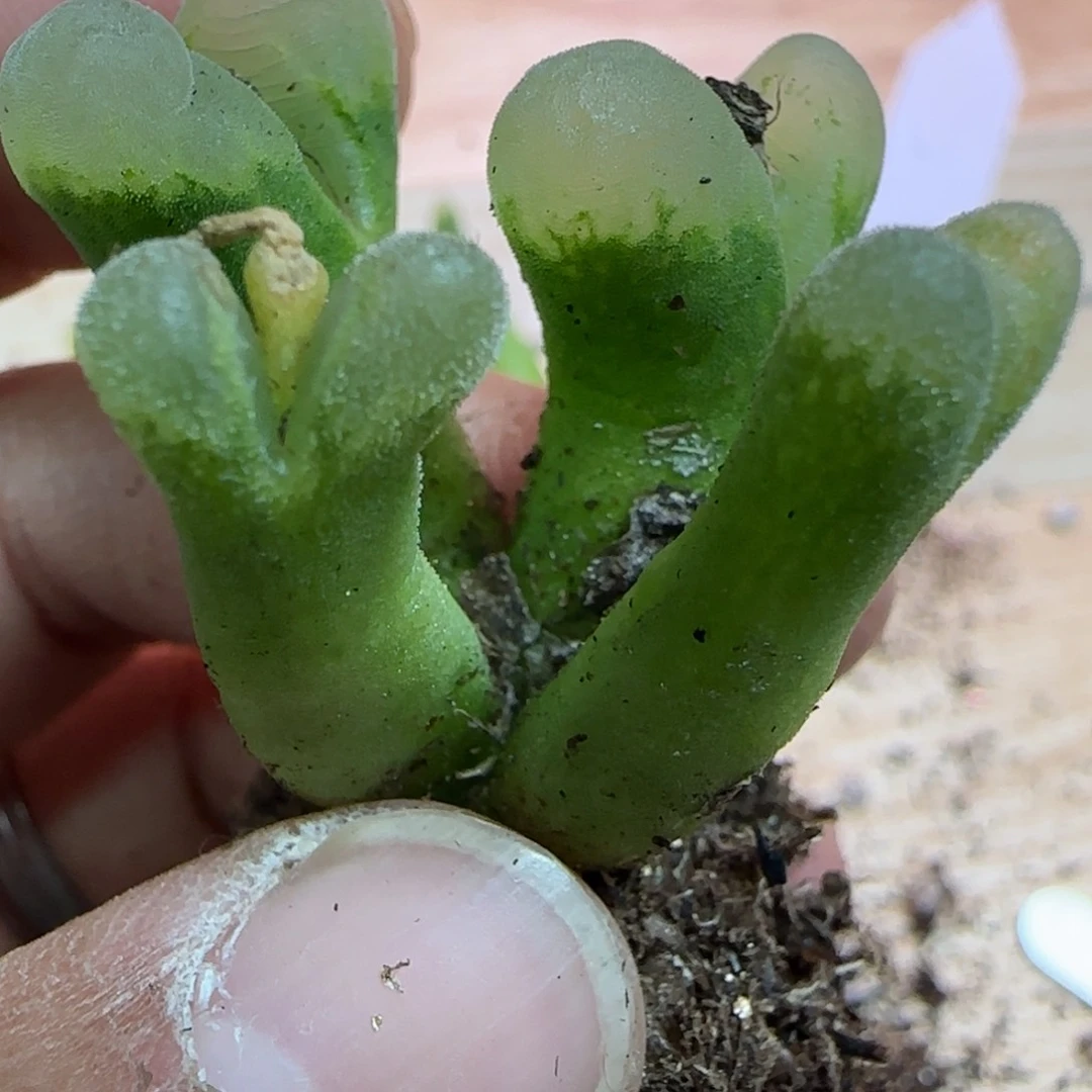 红***萝冰风铃多肉植物