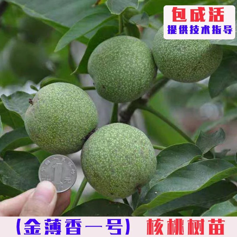 金薄香一号核桃树苗嫁接薄壳纸皮核桃树果苗南方北方庭院盆栽地栽