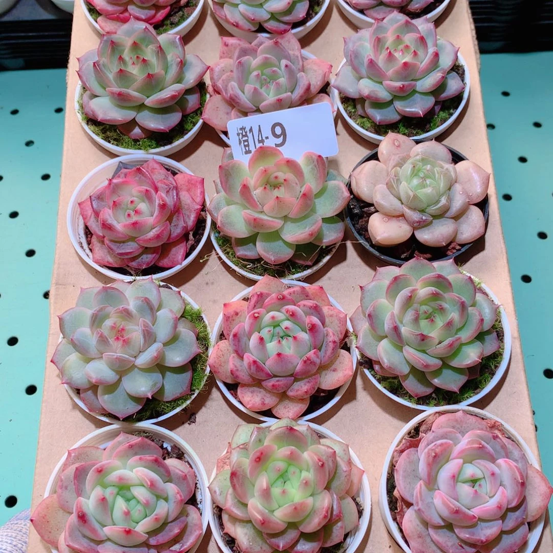 14-9一物一拍多肉带盆18颗