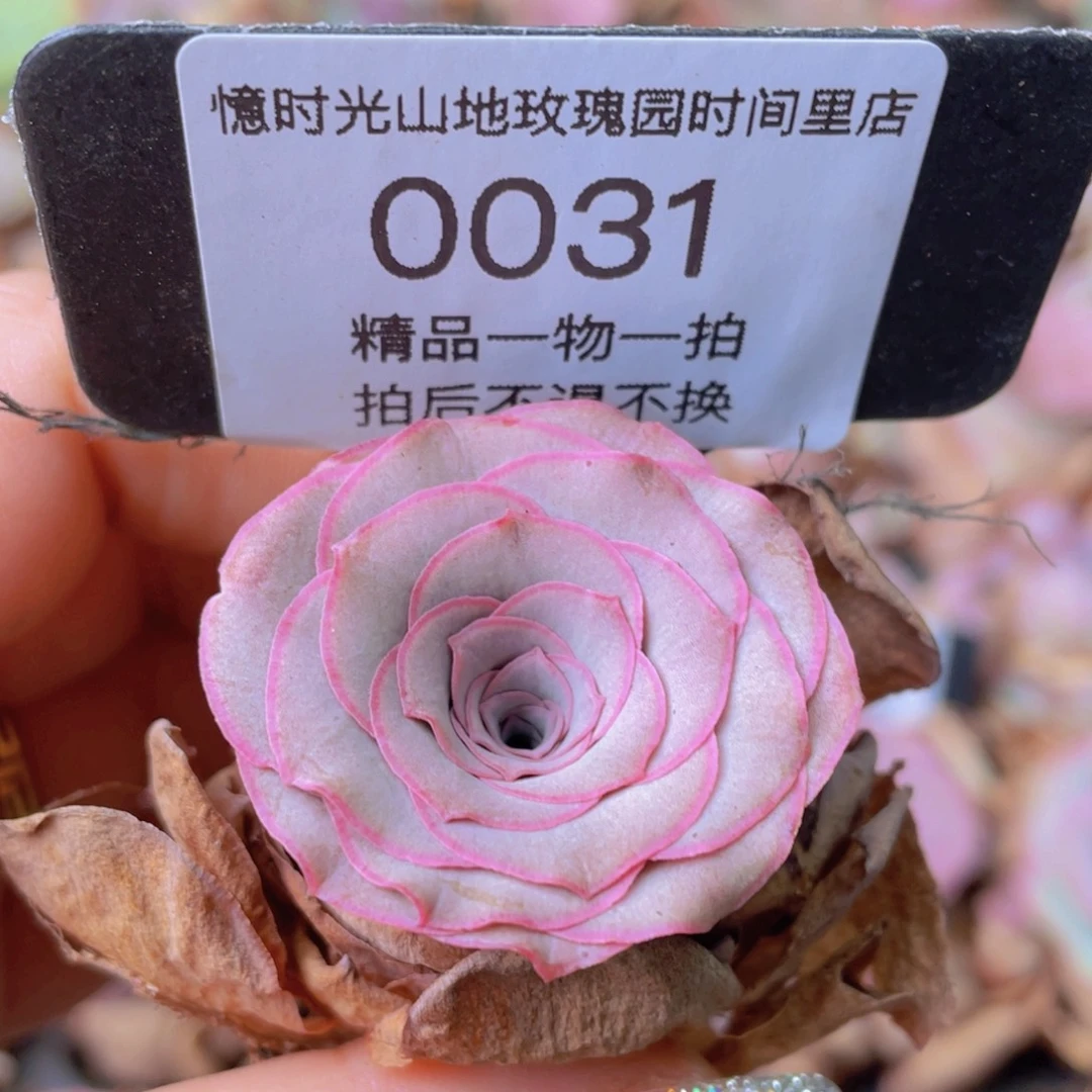 山地玫瑰0031裸根发货断枝不包损不售后